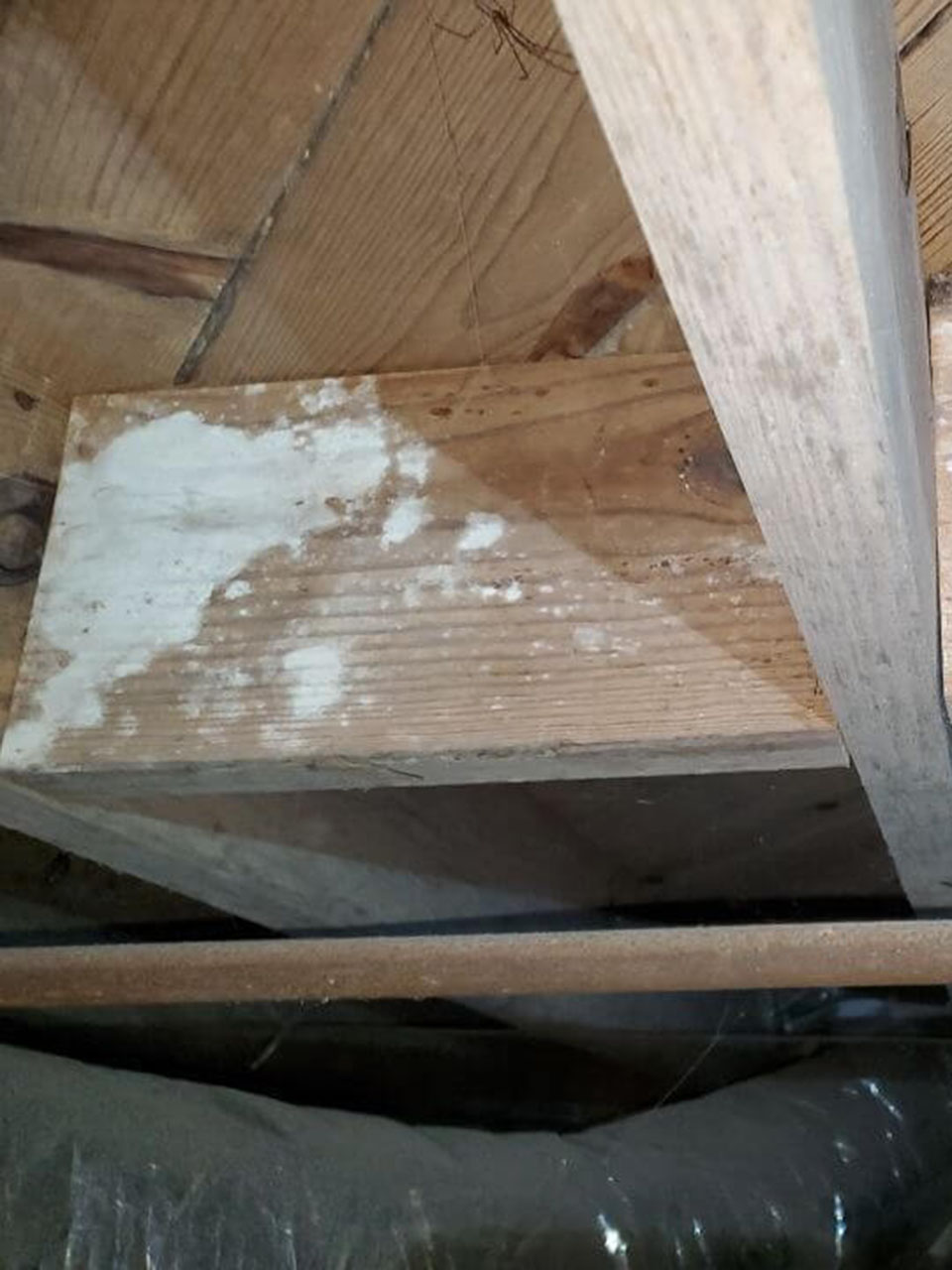 Mold Infestation